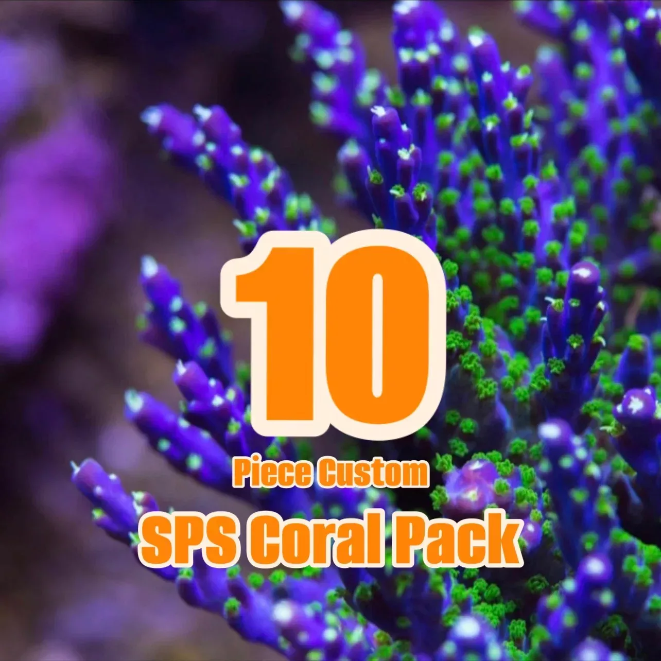 10 Piece SPS Frag Pack (FREE SHIPPING)