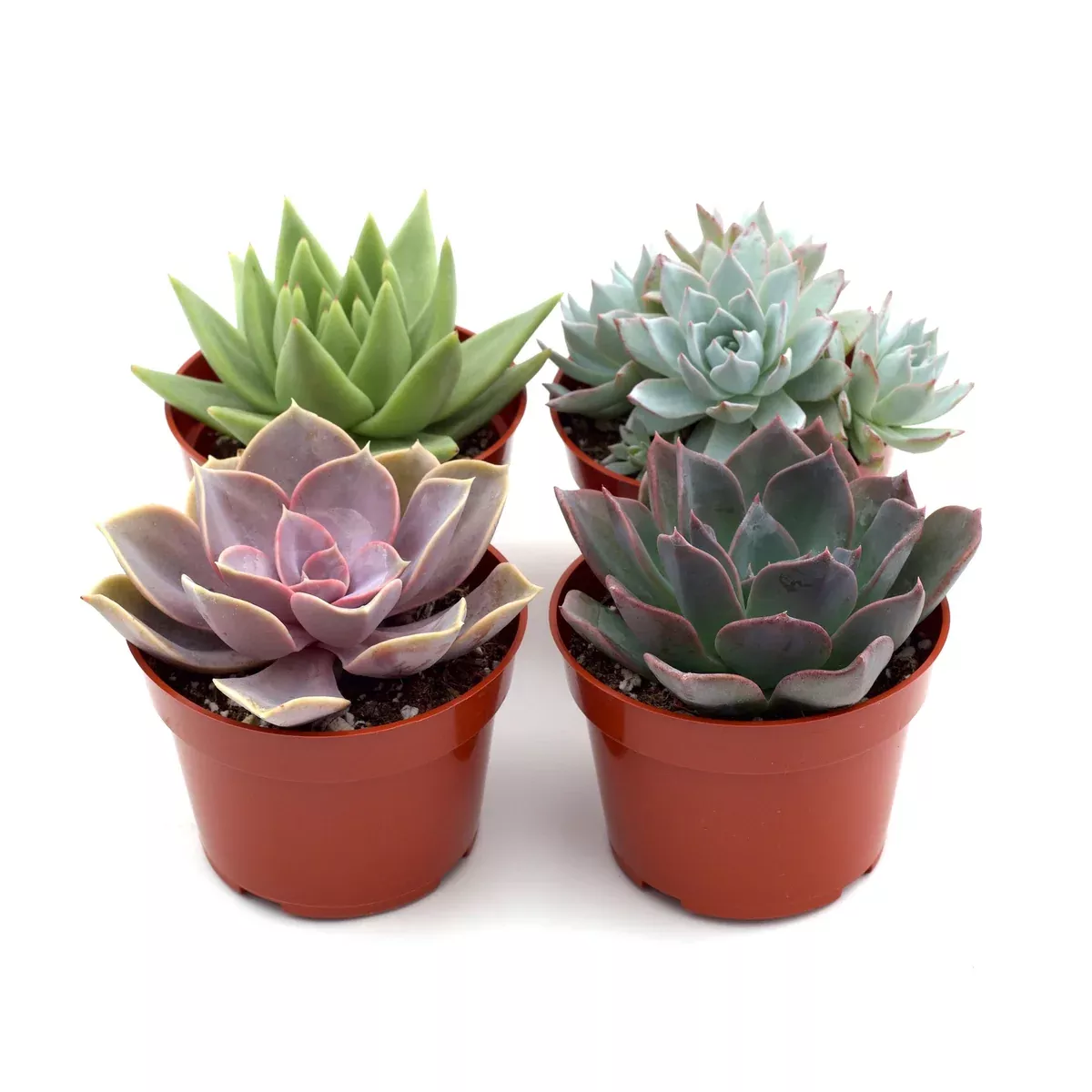 2" Succulent Variety Packs