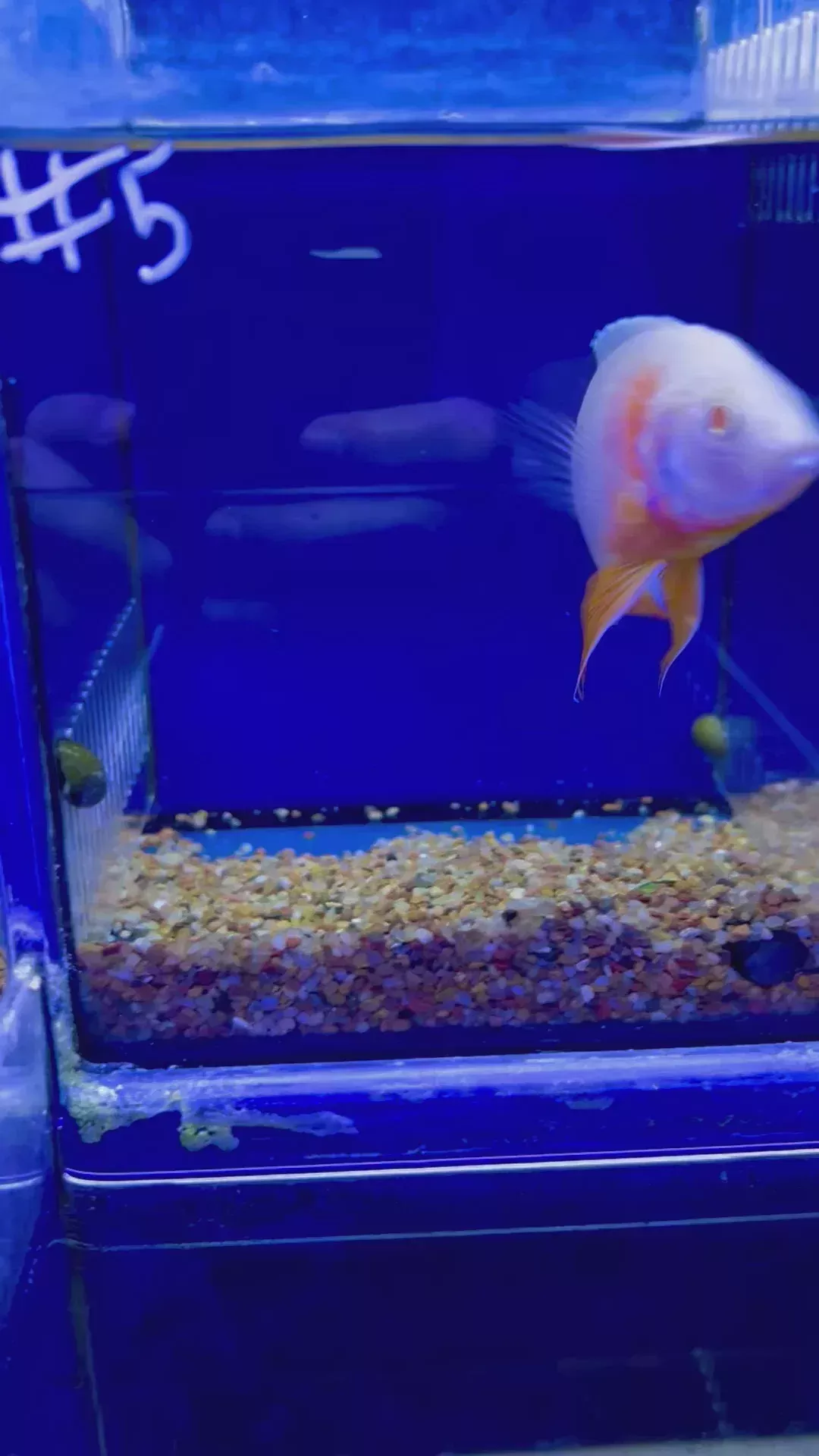 #4 Albino Strawberry Peacock 4″