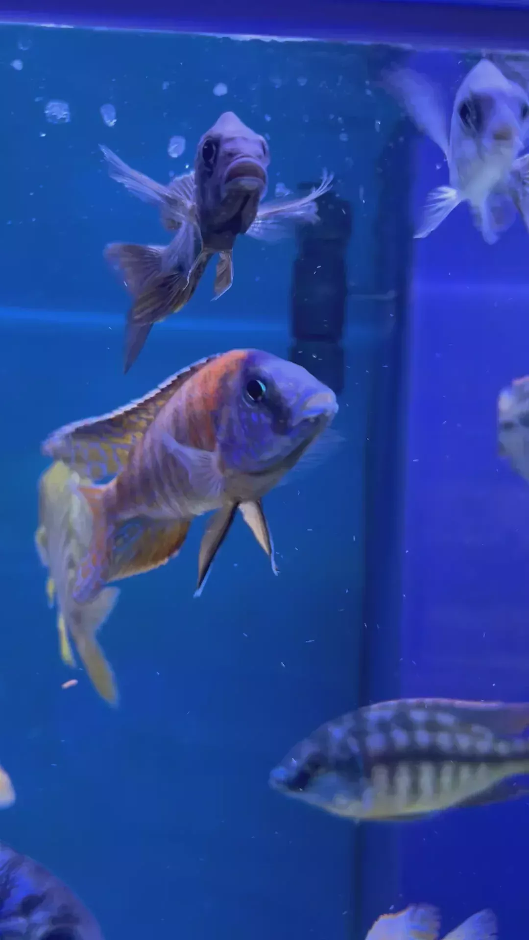 #5 German Red Peacock 4″