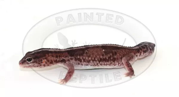 African Fat Tail Gecko