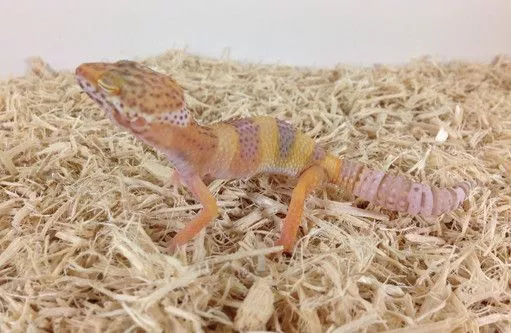 Albino Leopard Geckos