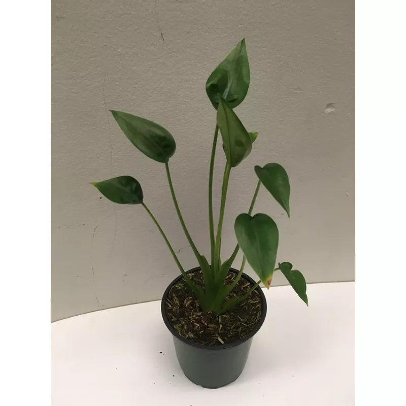 Alocasia Tiny Dancer