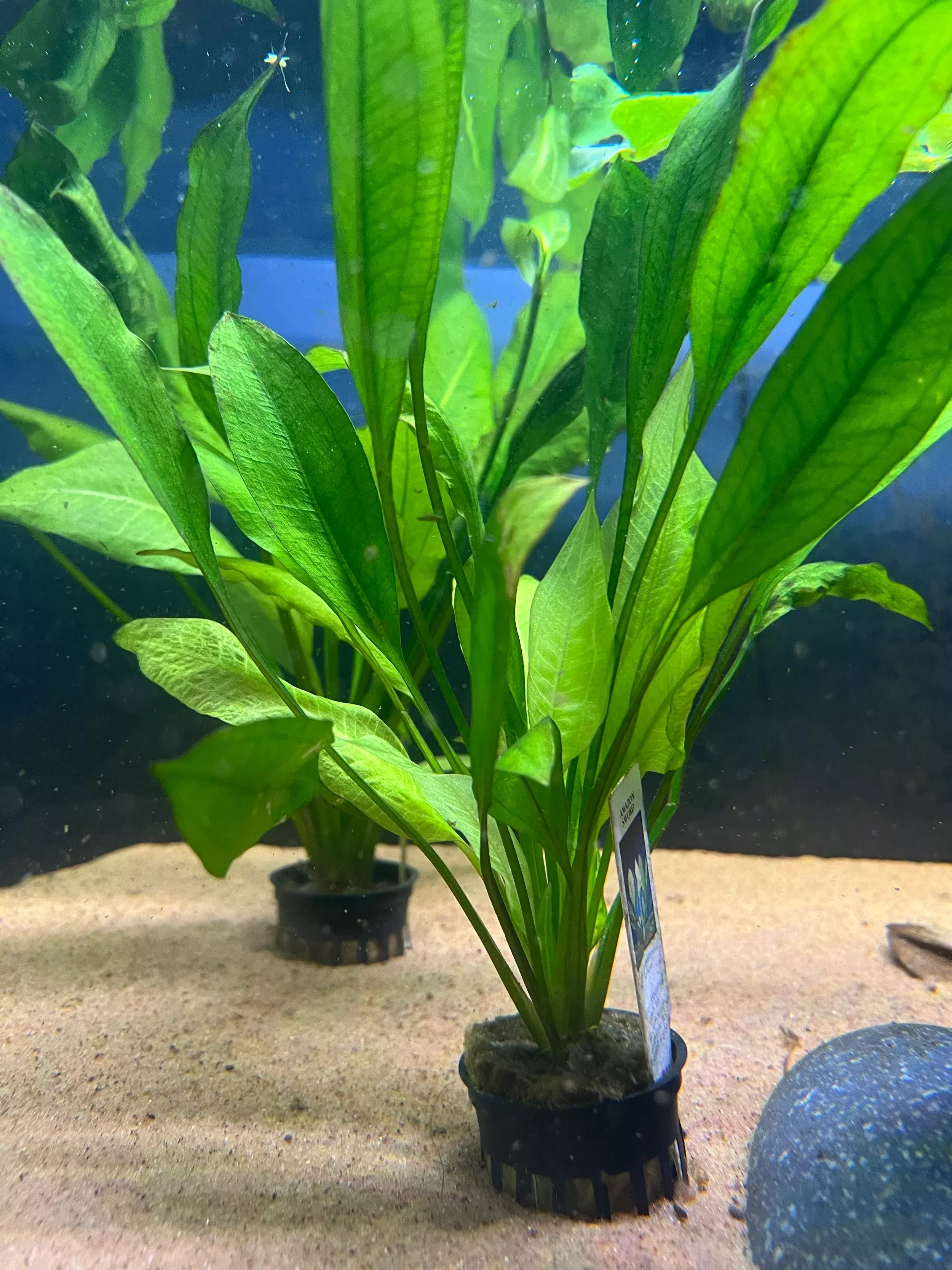 Amazon Sword