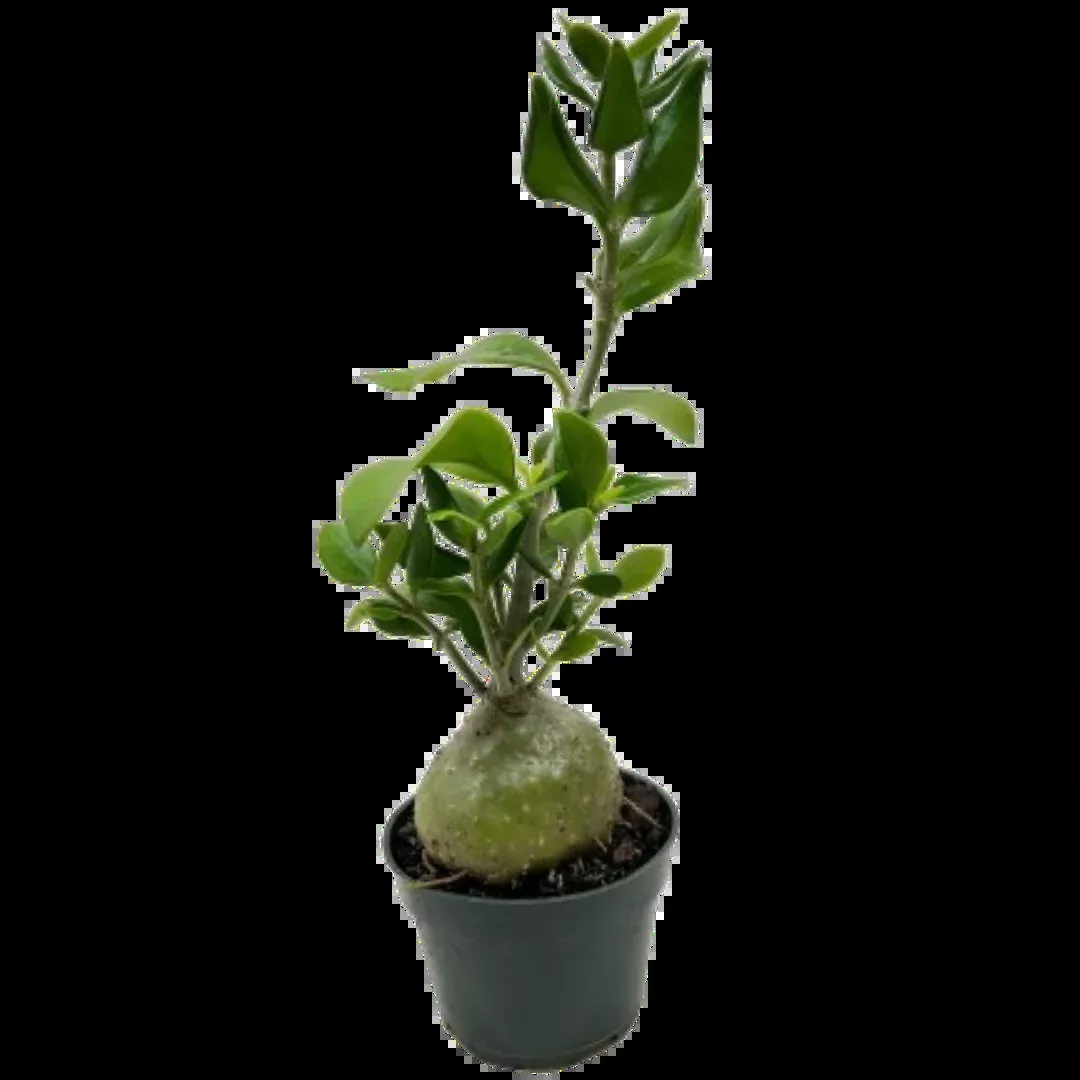 Ant Plant
