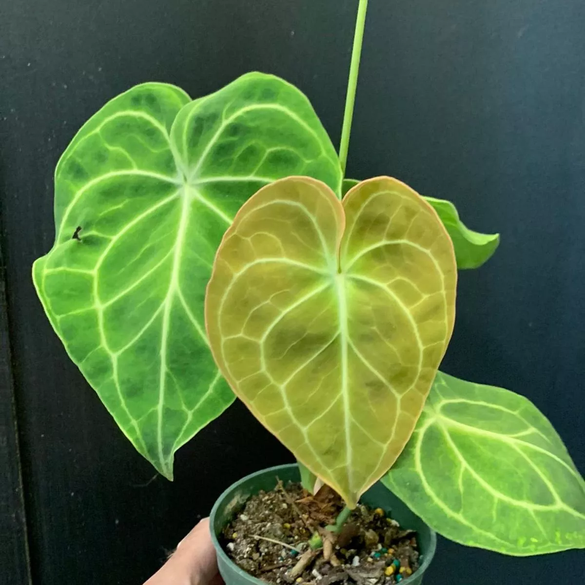 Anthurium 'Clarinervium'