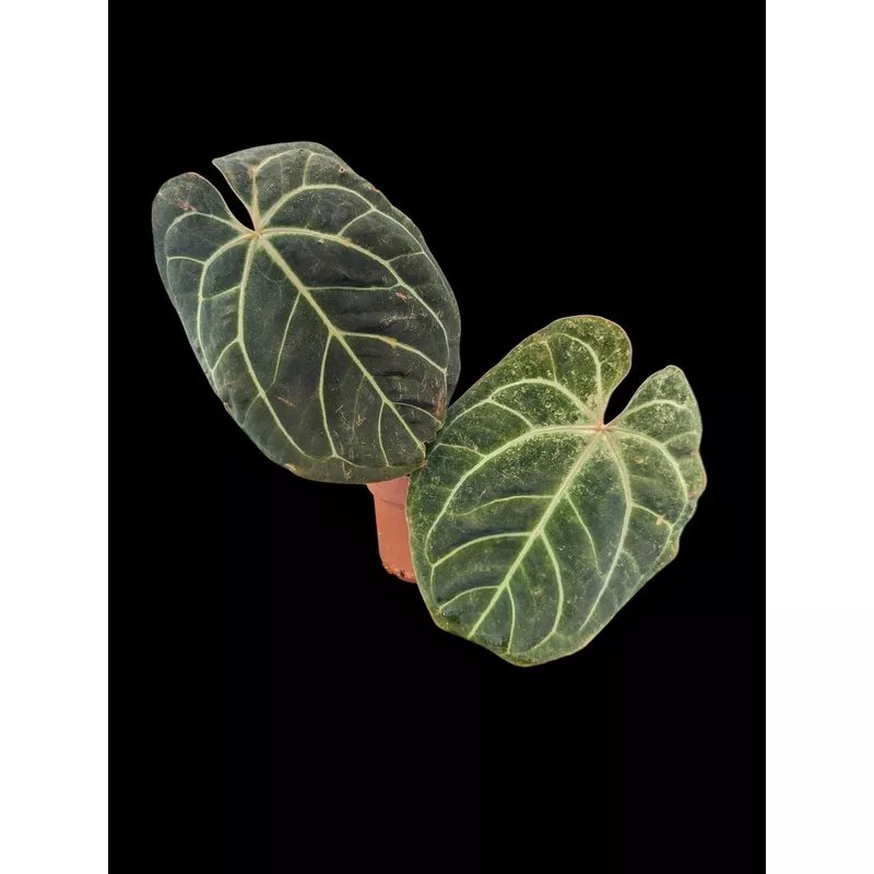 Anthurium Crystal Sky