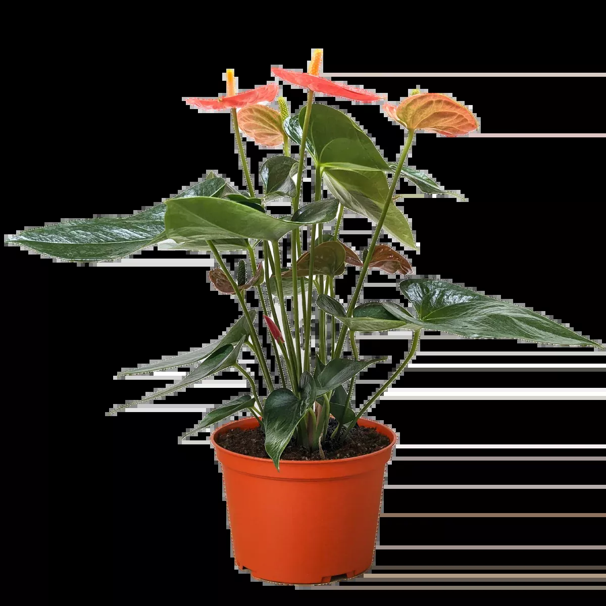 Anthurium 'Orange'