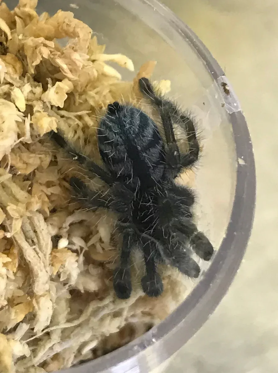 Antilles Pink Toe