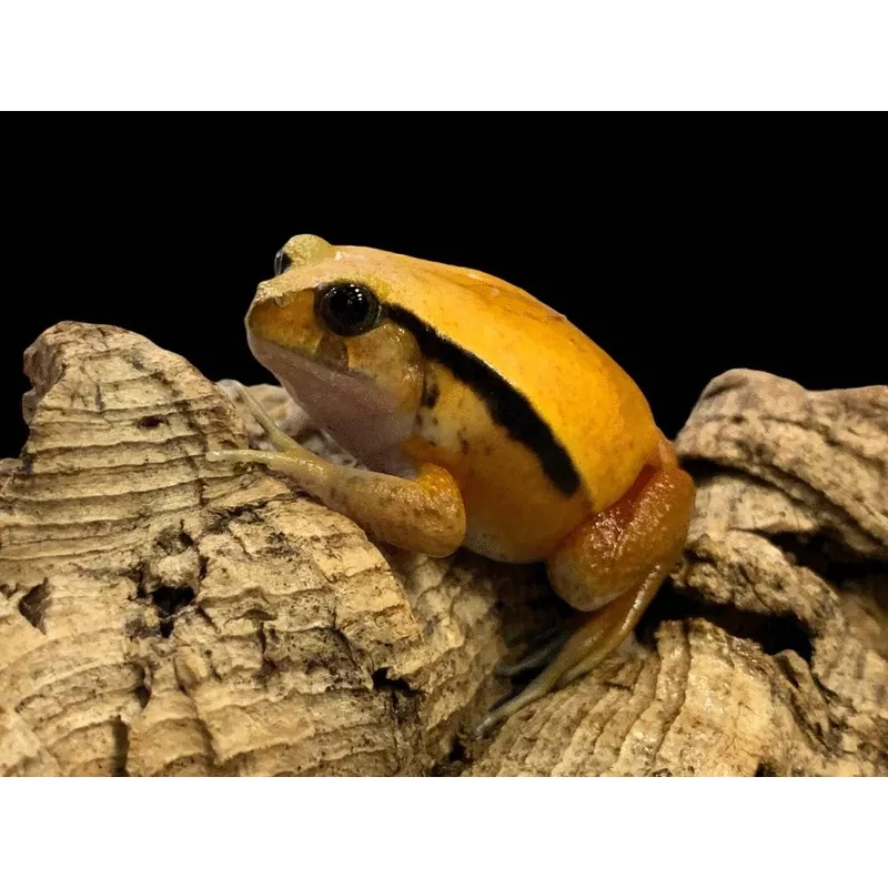 Antsouhy Tomato Frog