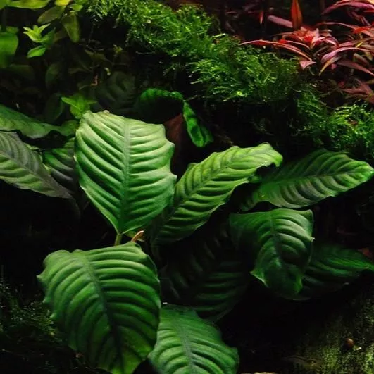 Anubias Barteri 'Wrinkle Leaf'