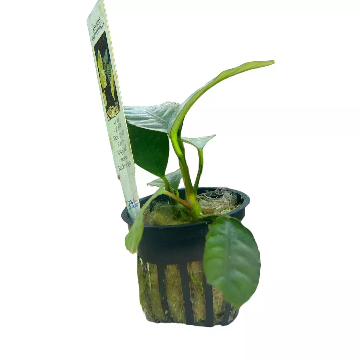 Anubias Coffeefolia