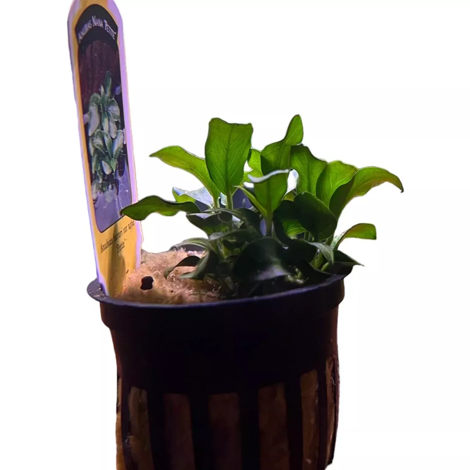 Anubias Nana ‘Petite’
