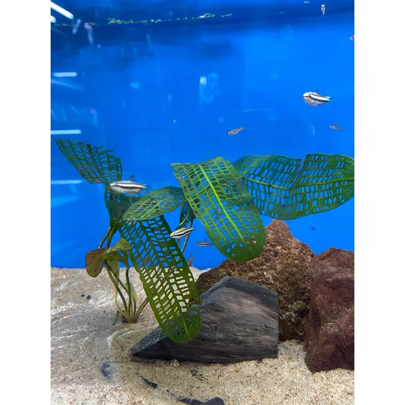 Aponogeton Madagascariensis