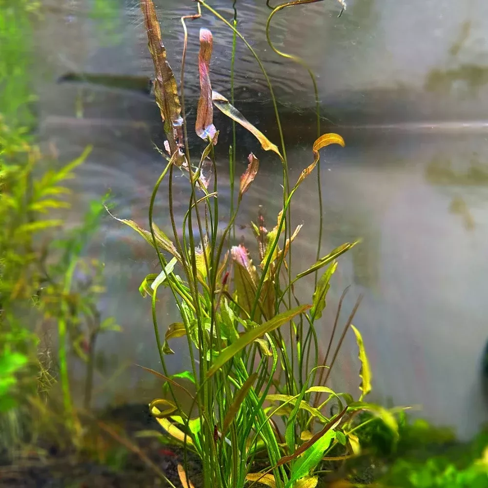Aponogeton Natans