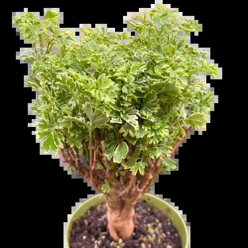 Aralia Ming Gold Mini Bonsai