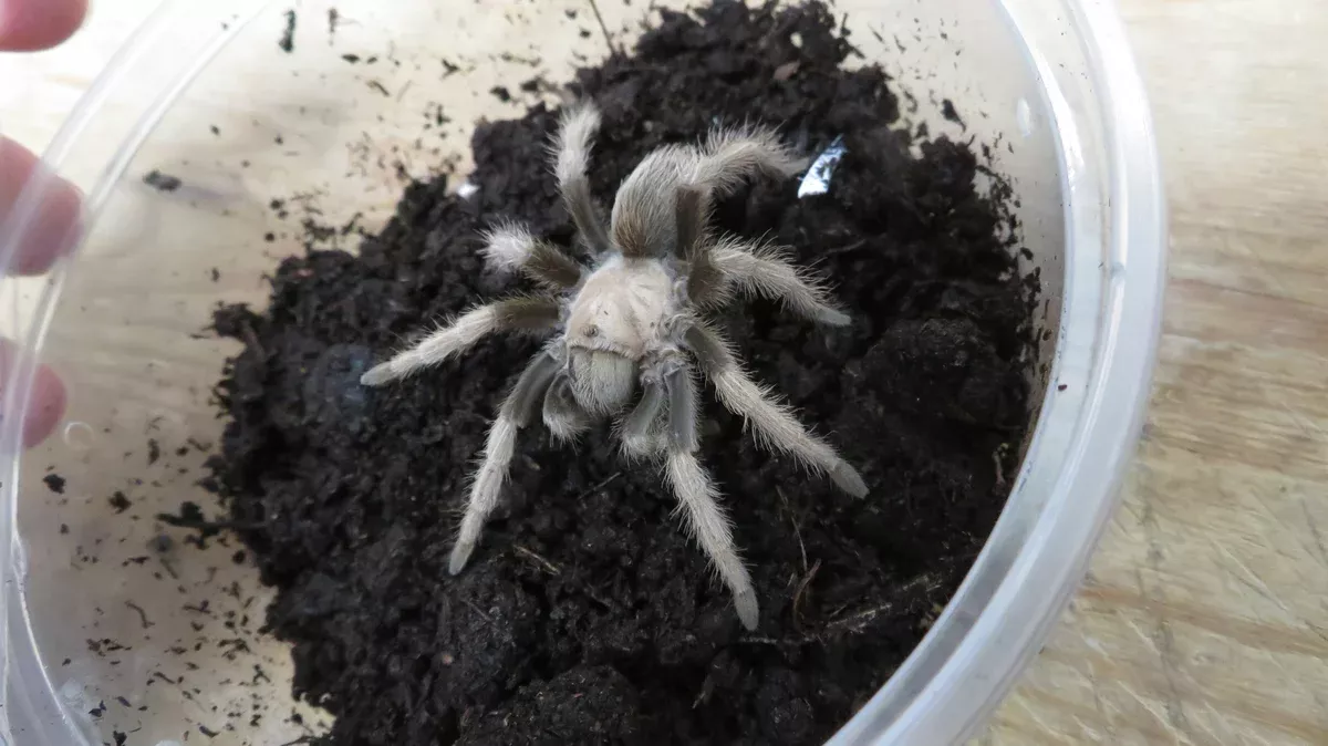 Arizona Blonde Tarantula