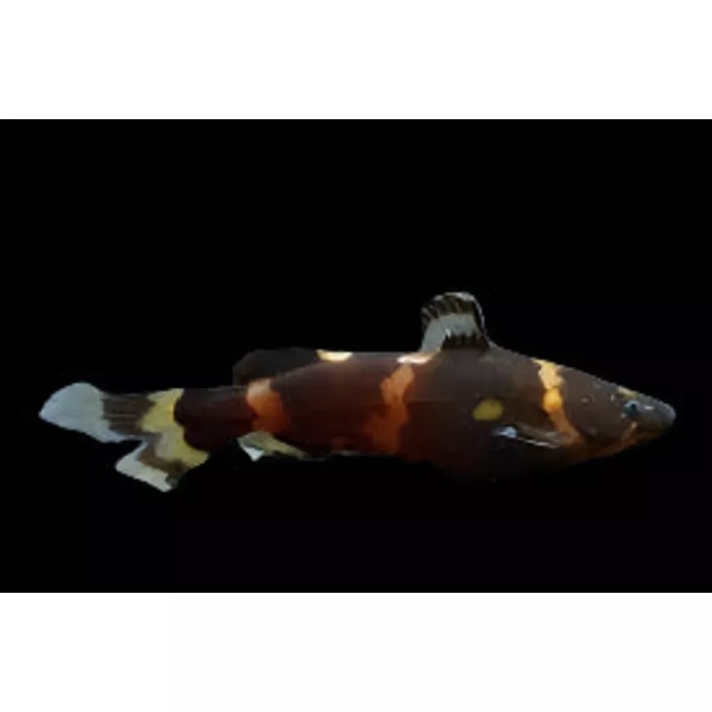 Asian Bumblebee Catfish (Nice!)