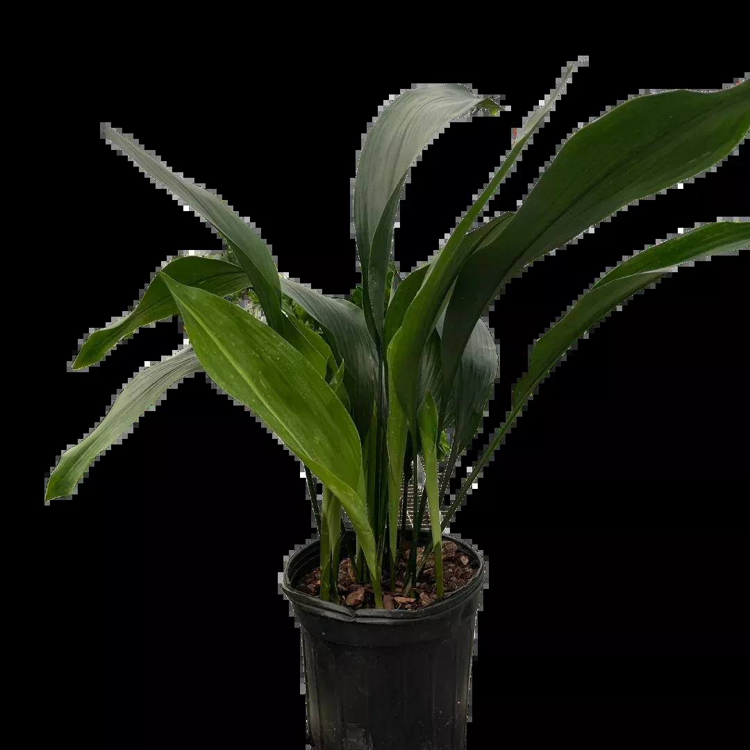 Aspidistra 'Cast Iron'