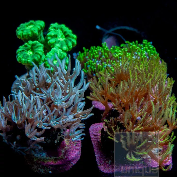 Assorted “Beginner” Frag Pack – 4 Different Stock Frags!