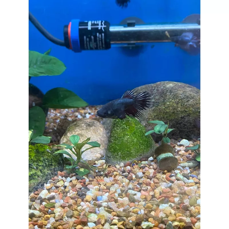 Assorted Female Betta (Locally Bred)
