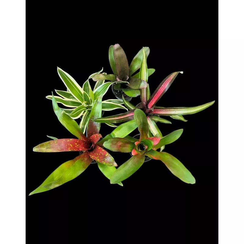 Assorted Neoregelia (Potted)