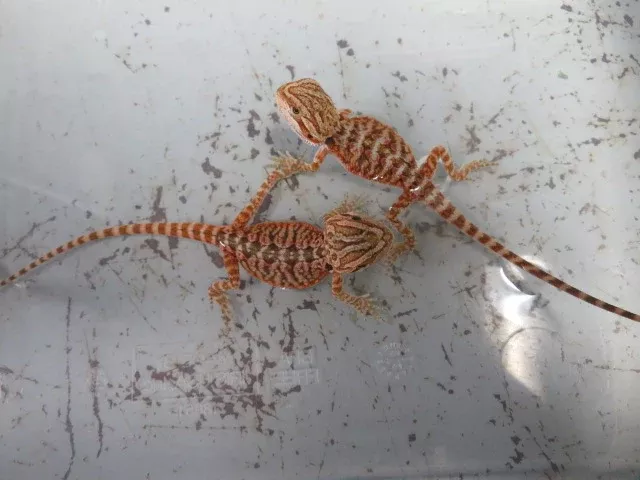 Baby Bearded Dragon Package Special!Combination Baby Dragon & Setup