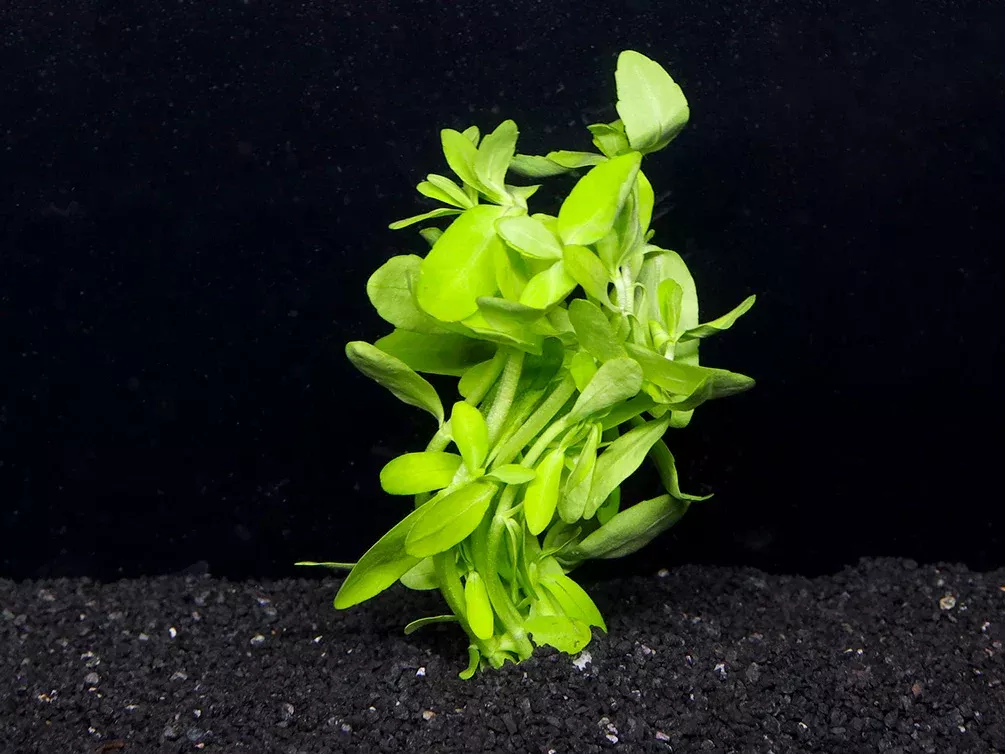 Bacopa Madagascariensis