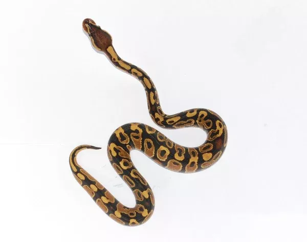 Ball Python