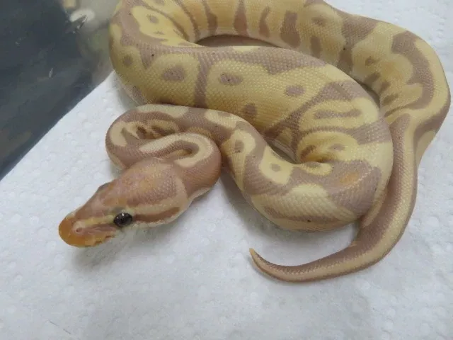 Banana Ball Python Female B9