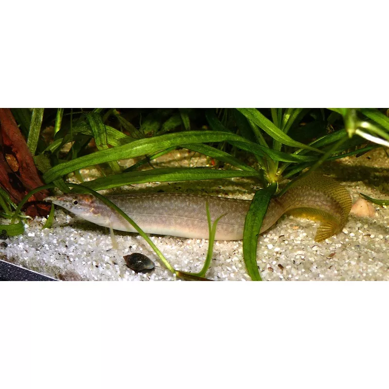 Barred Spiny Eel