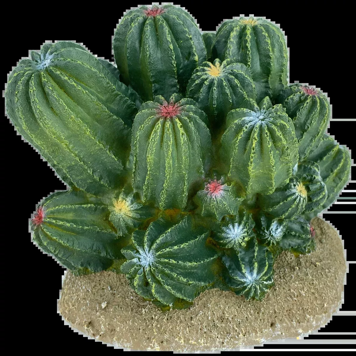 Barrel Cactus