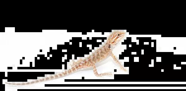 Bearded Dragon (Normal)