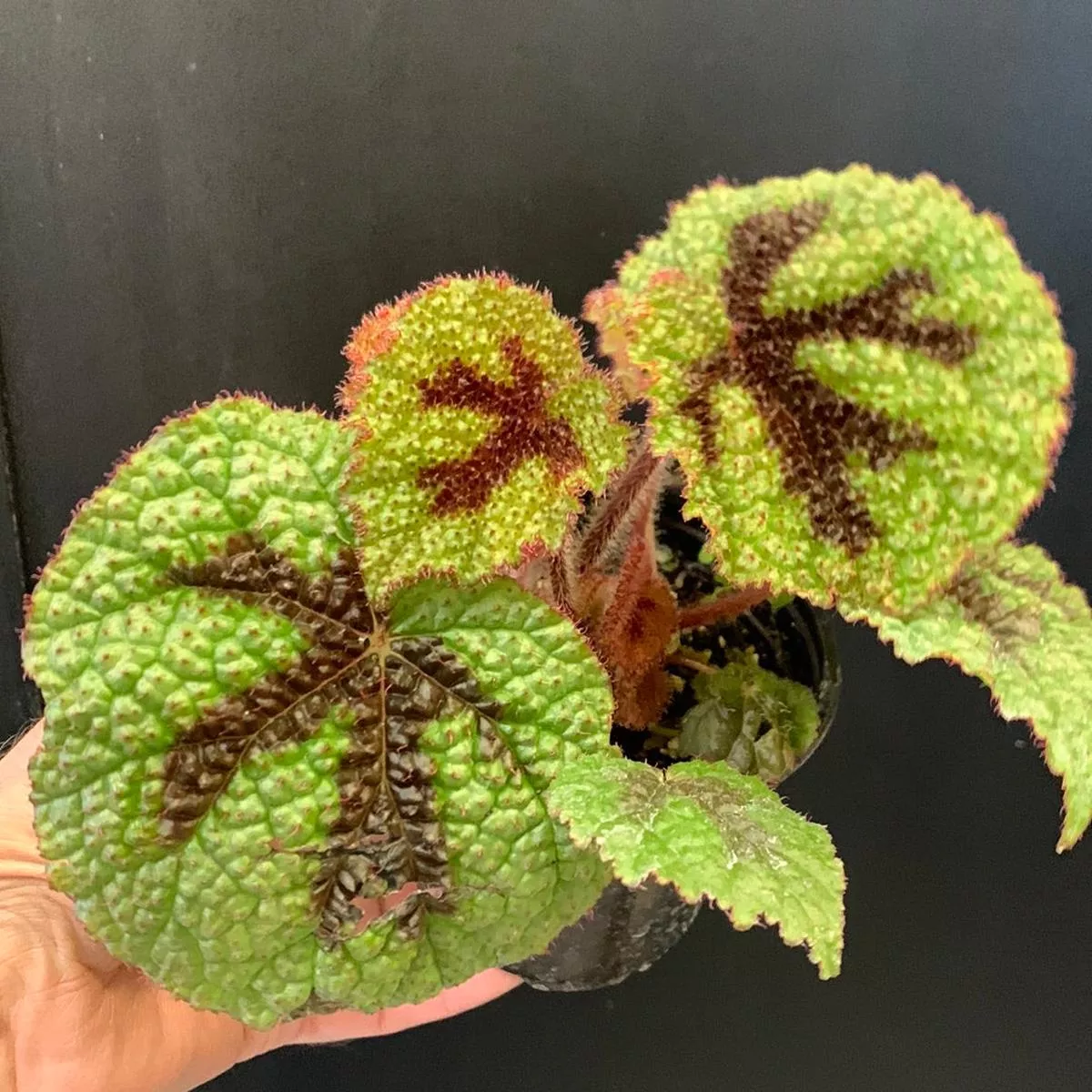 Begonia 'Iron Cross'