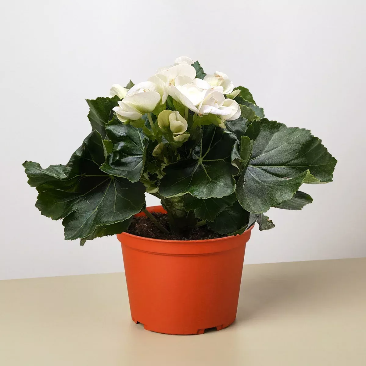 Begonia 'Reiger'