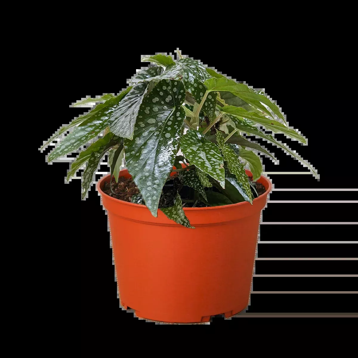 Begonia 'White Ice'