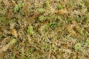 BGS SPAGMOSS 100g