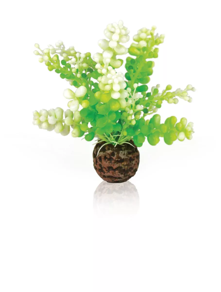 BiOrb Aquatic Caulerpa green