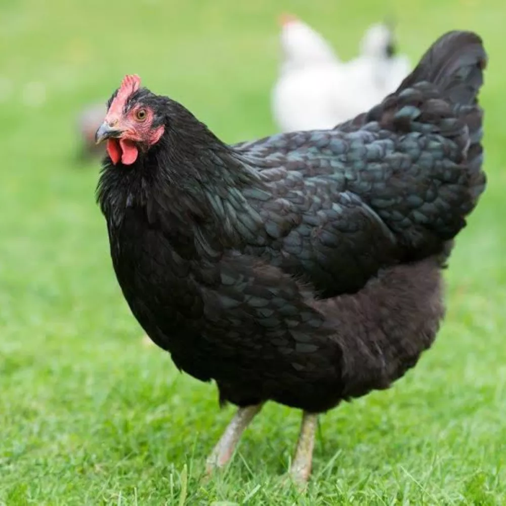 Black Australorp Pullet Chicks