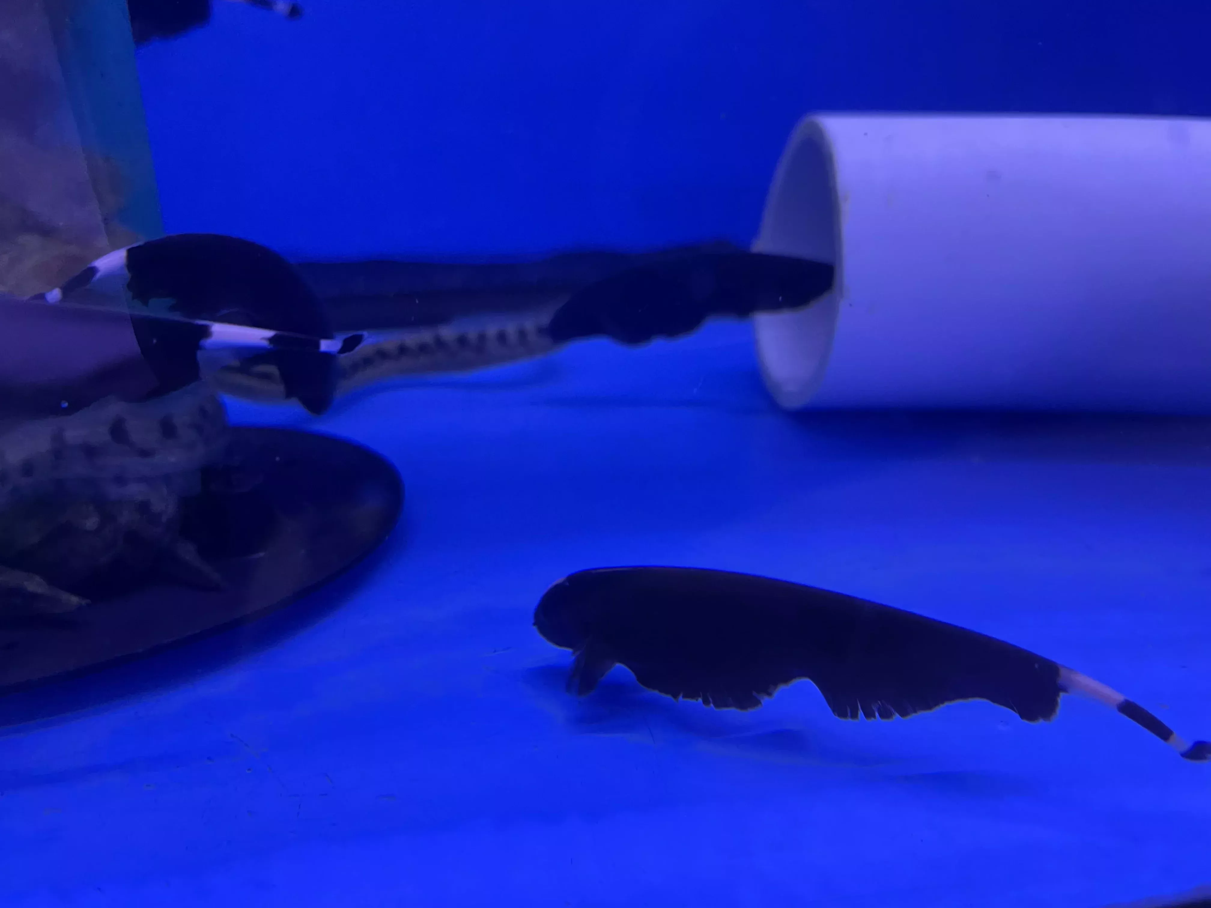 Black Ghost (Apteronotus albifrons)