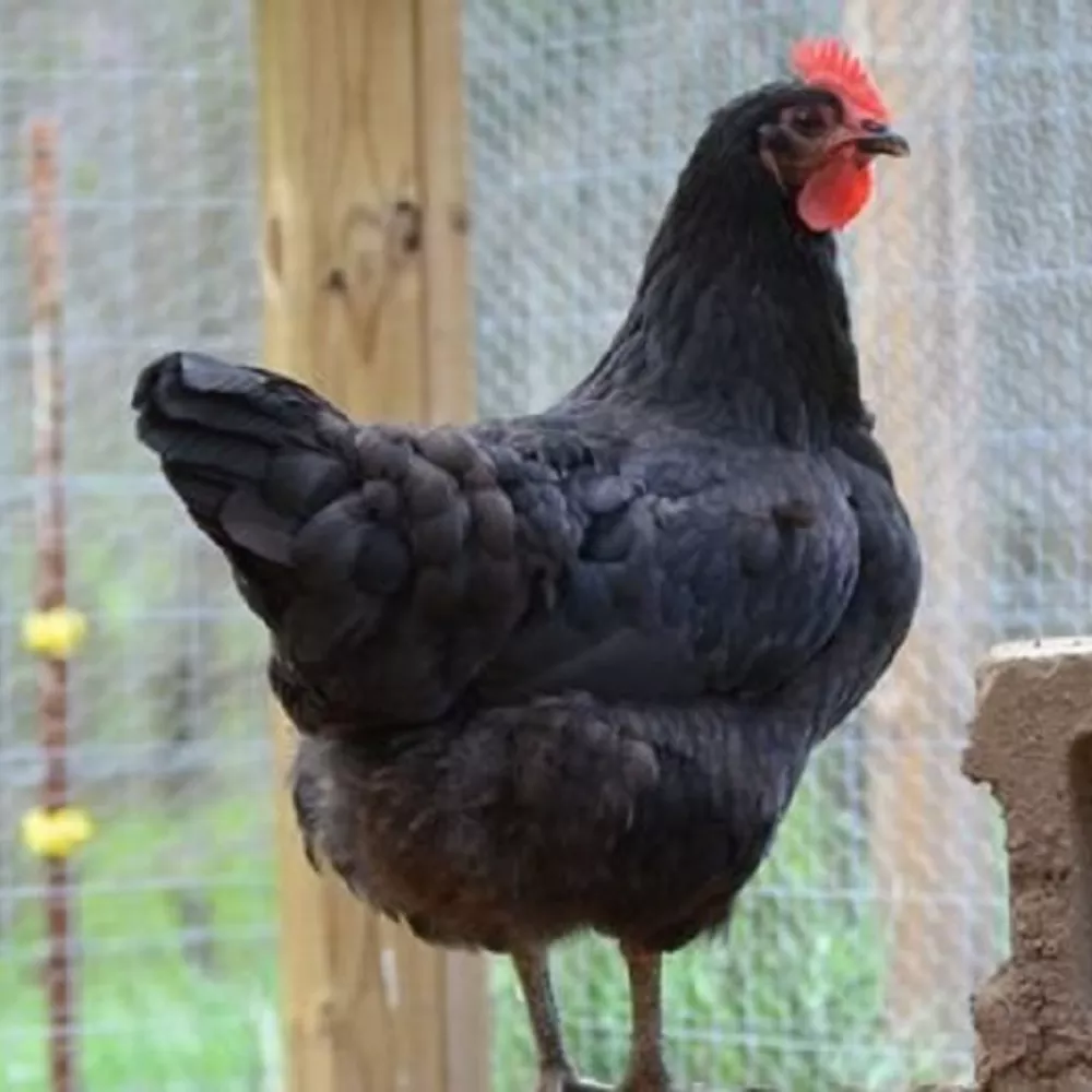 Black Jersey Giant Pullet Chicks