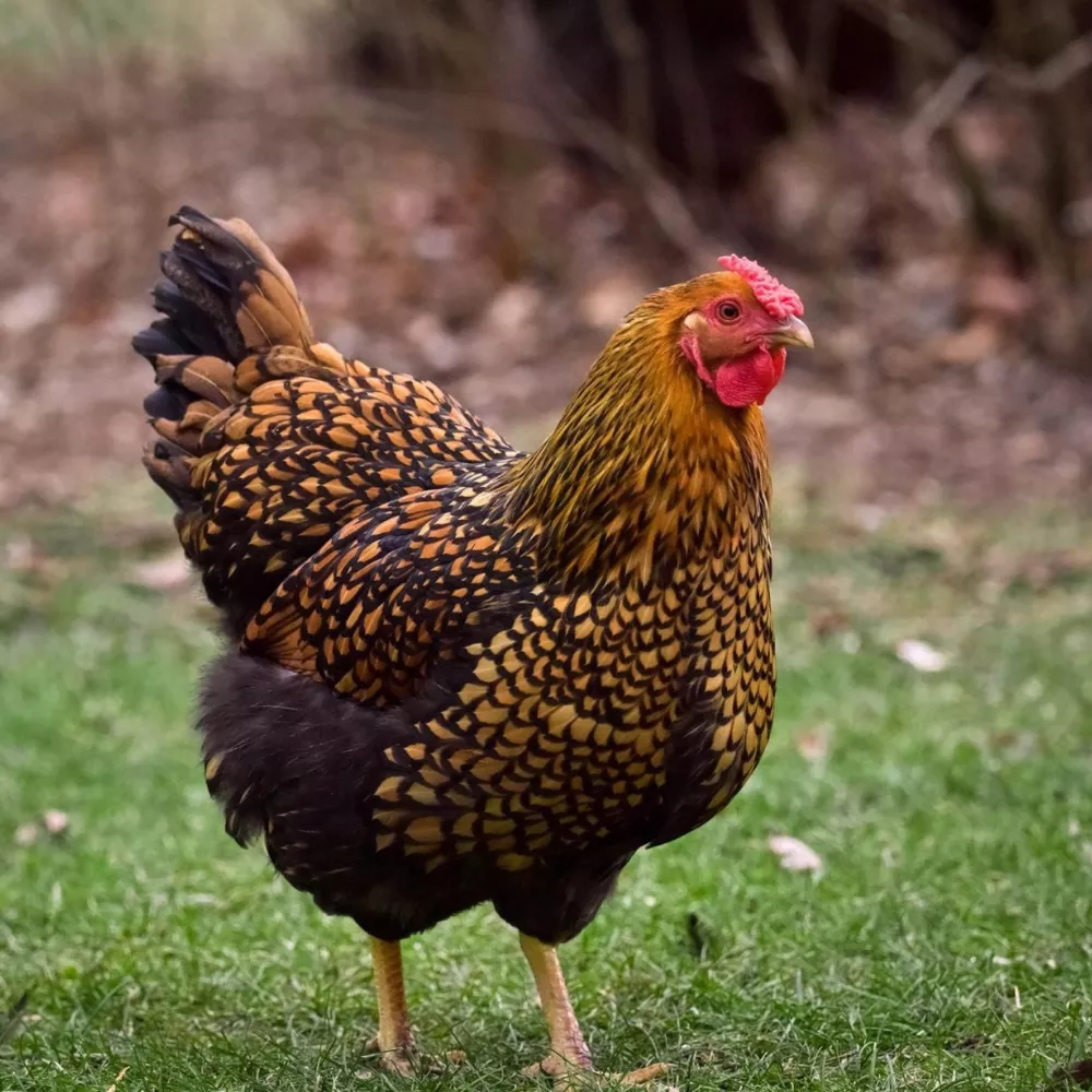 Black Laced Gold Wyandotte Chicks