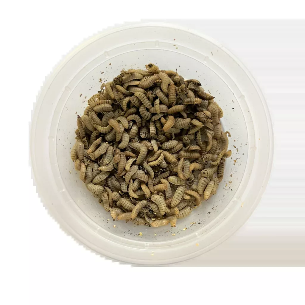 Black Soldier Fly Larvae
