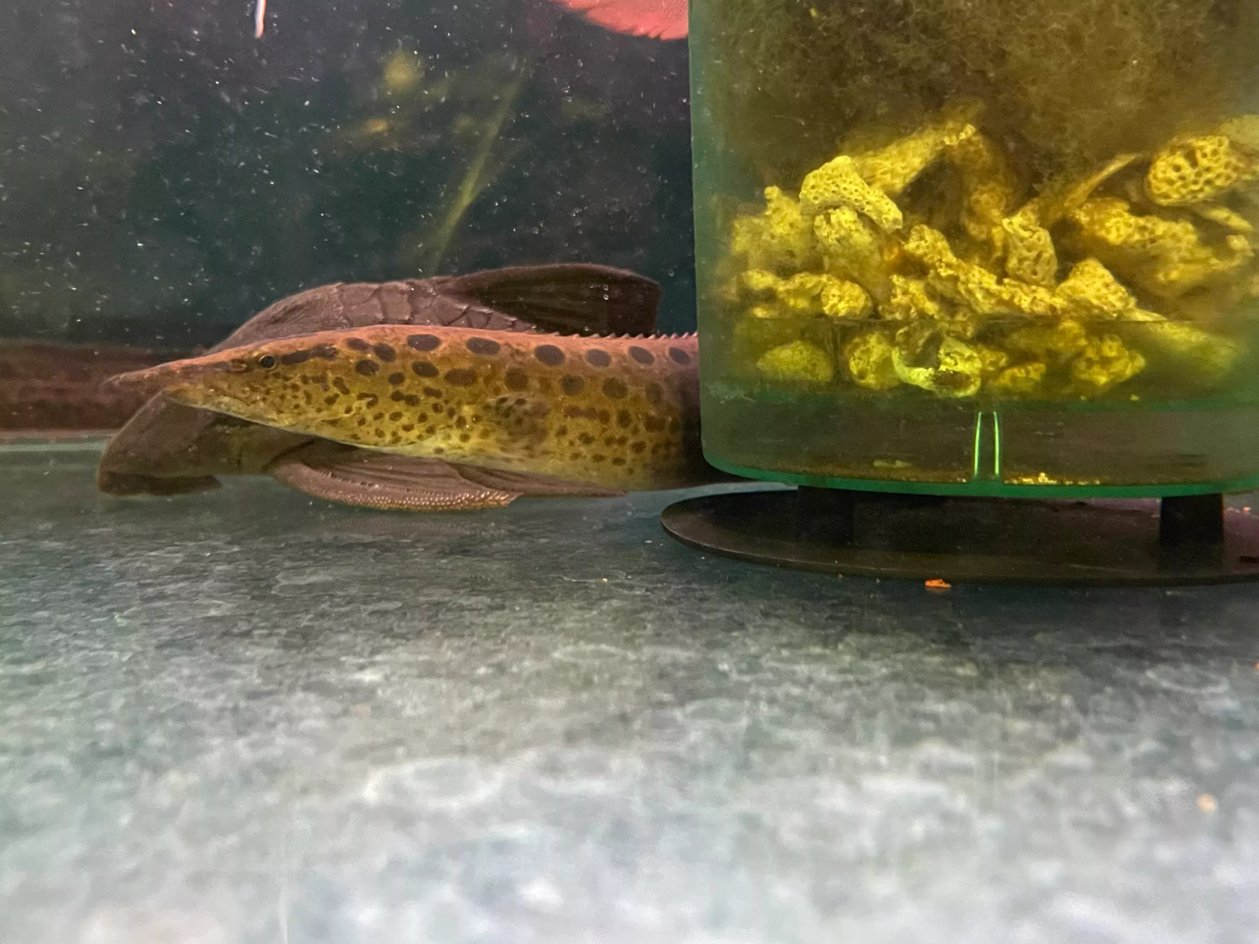 Black Spotted Eel (Mastacembelus dayi)