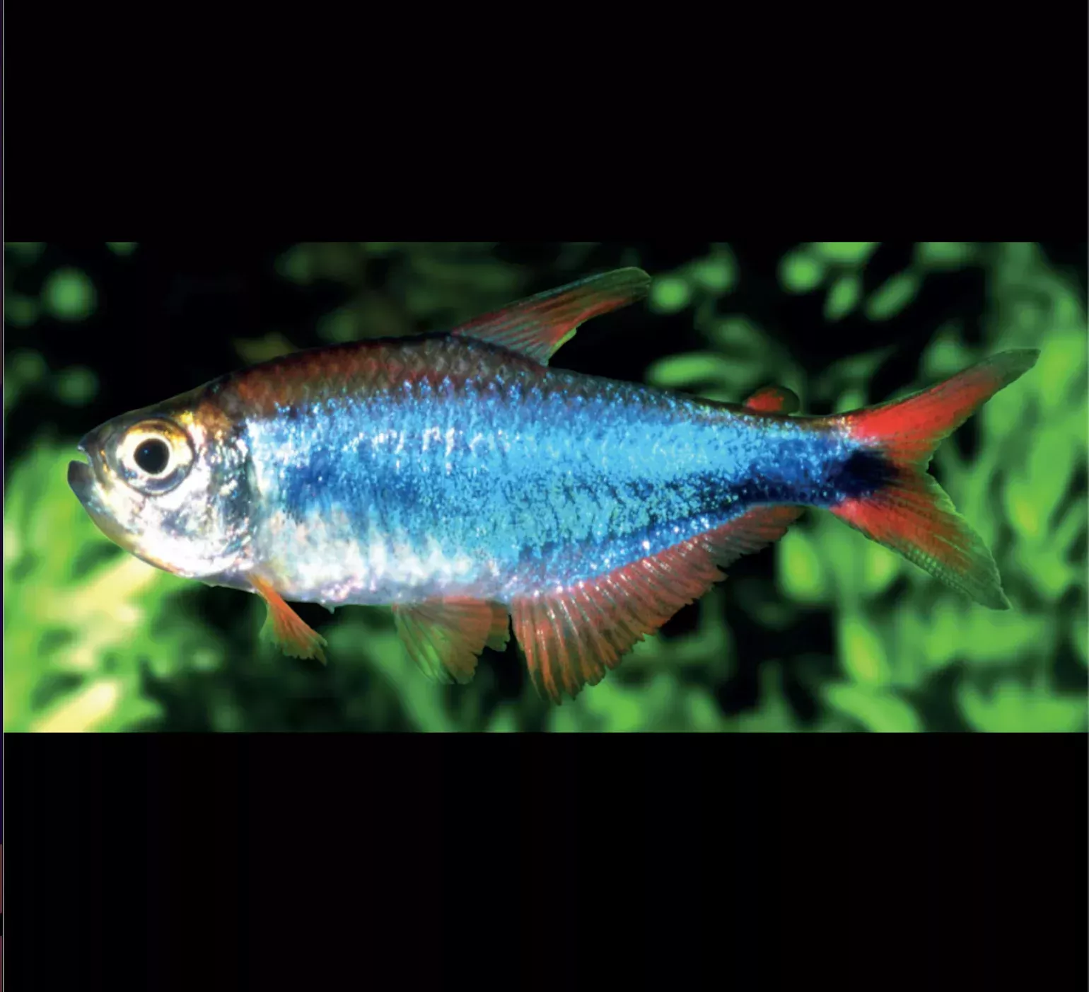 Bleeding Blue Tetra- WILD PERU