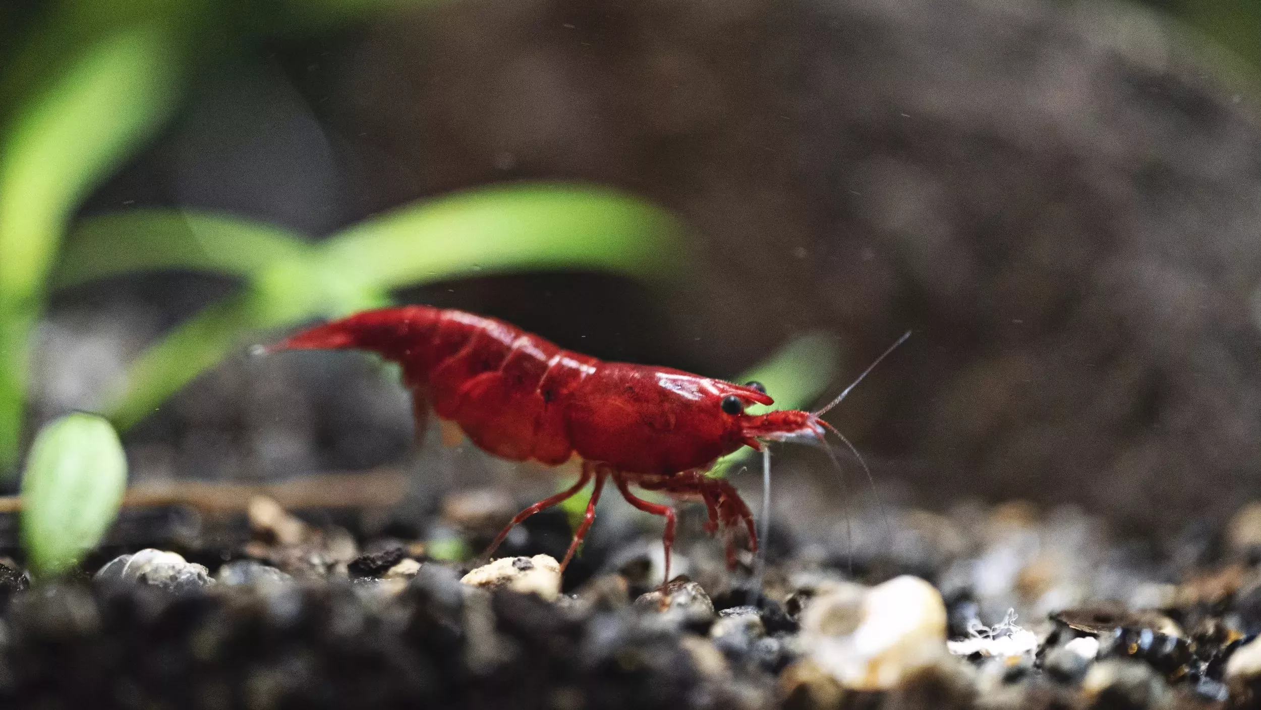 Bloody Mary Shrimp