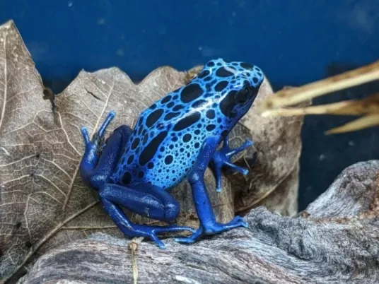 Blue Azur Dart Frog