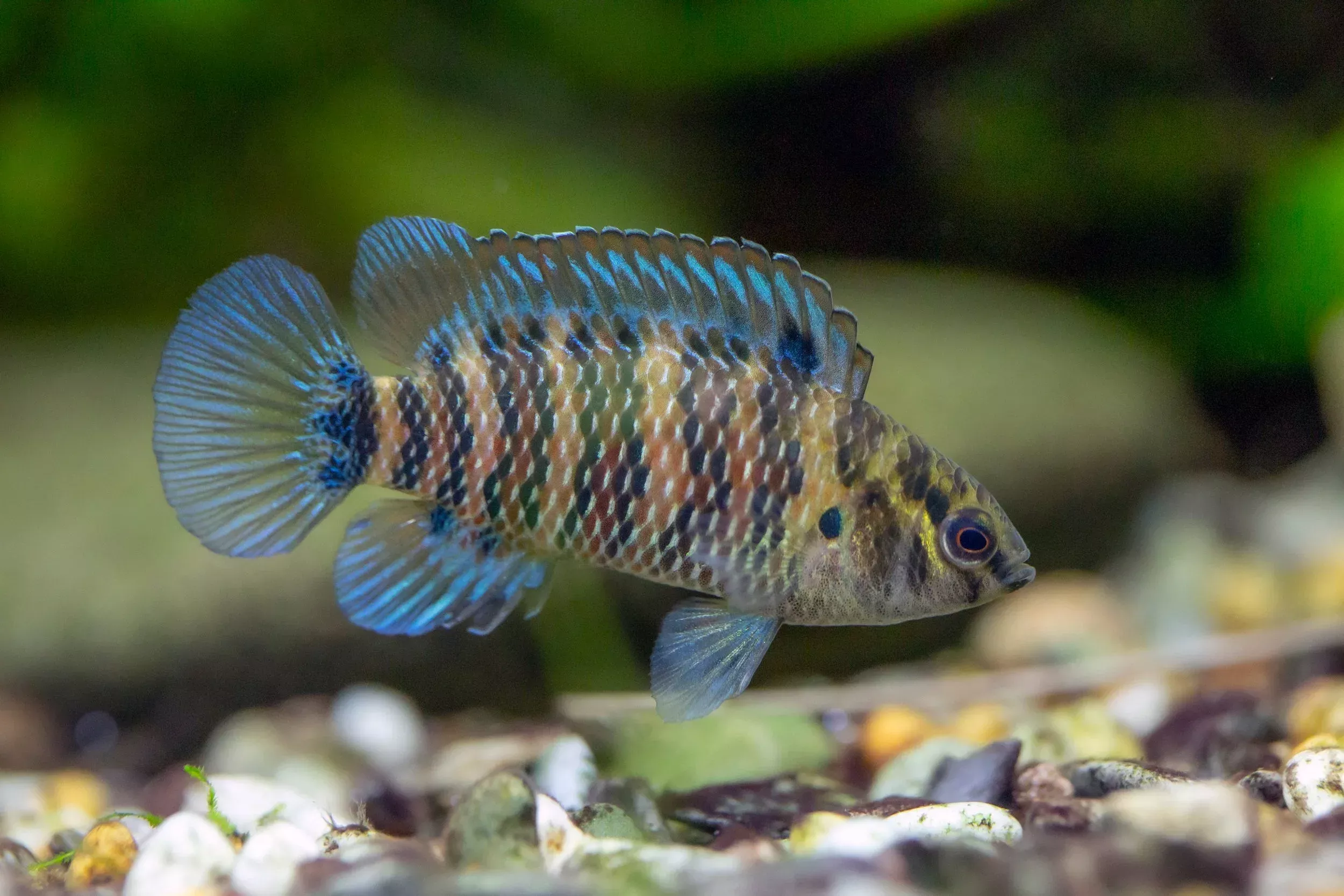 Blue Badis
