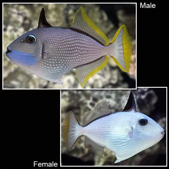 Blue Chin Triggerfish – Male