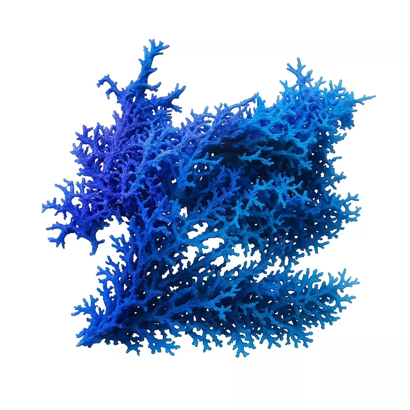 Blue Hypnea Macroalgae – Reef Genetics